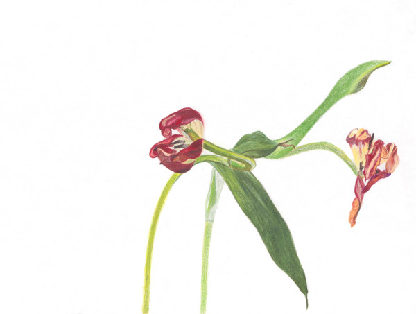 Flower Fiction 4 by Ellen Hamilton O'Donnell