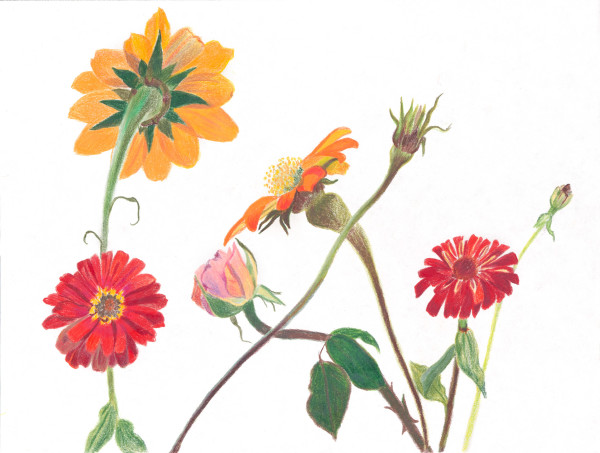 Cutting Garden 13 by Ellen Hamilton O'Donnell