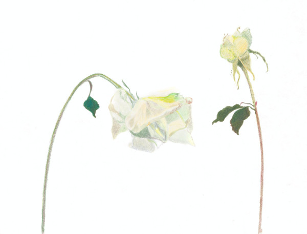 Flower Fiction 2 by Ellen Hamilton O'Donnell