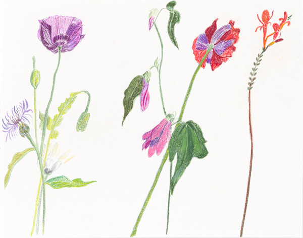 Summer Poppies at Meadowhead Farm, Aberdeenshire by Ellen Hamilton O'Donnell