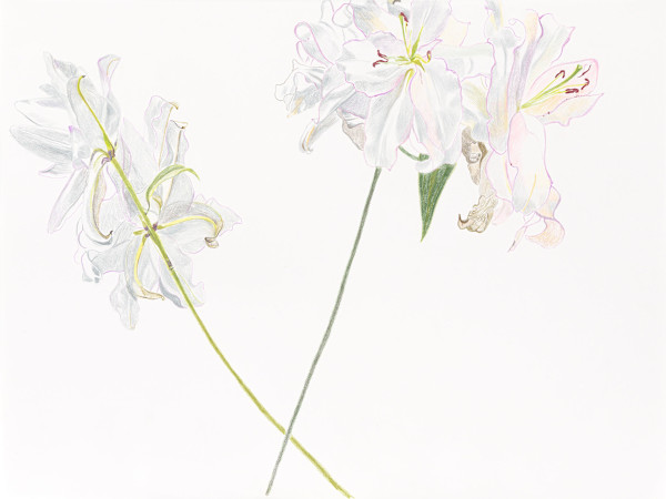 Flower Fiction 18 by Ellen Hamilton O'Donnell