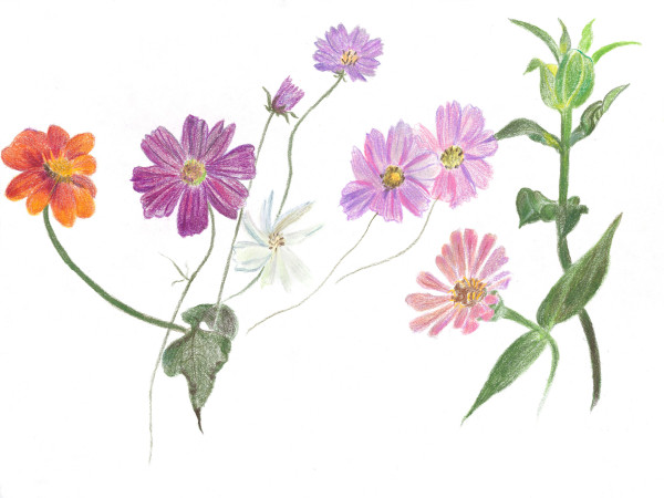Cutting Garden 8 by Ellen Hamilton O'Donnell