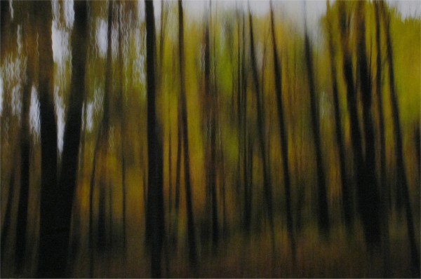 Leaves Falling by Ryn Clarke