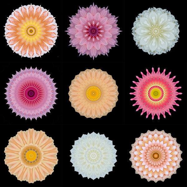 Dahlia Chorus by Stephen Calhoun