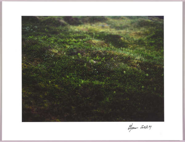 Lush heathlands — Oddskarð, Iceland N°12 1/24 by Hlynur Helgason