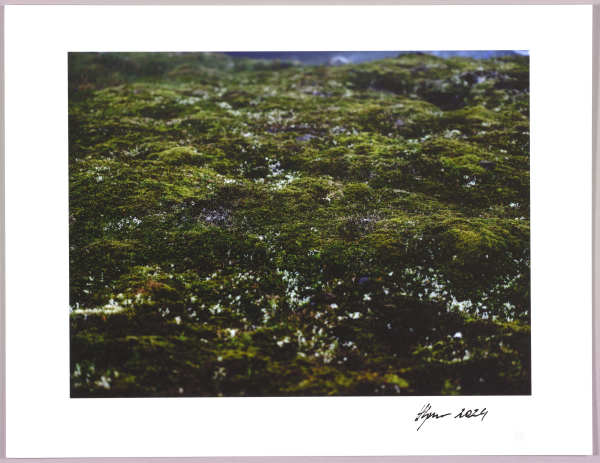 Lush heathlands — Oddskarð, Iceland N°15 1/24 by Hlynur Helgason