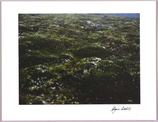 Lush heathlands — Oddskarð, Iceland N°16 1/24 by Hlynur Helgason