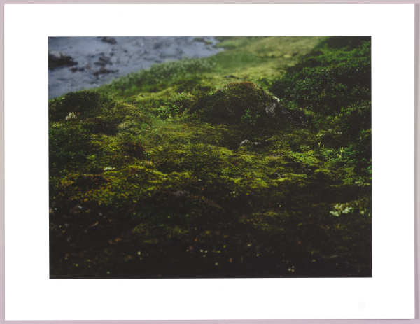Lush heathlands — Oddskarð, Iceland N°17 1/24 by Hlynur Helgason