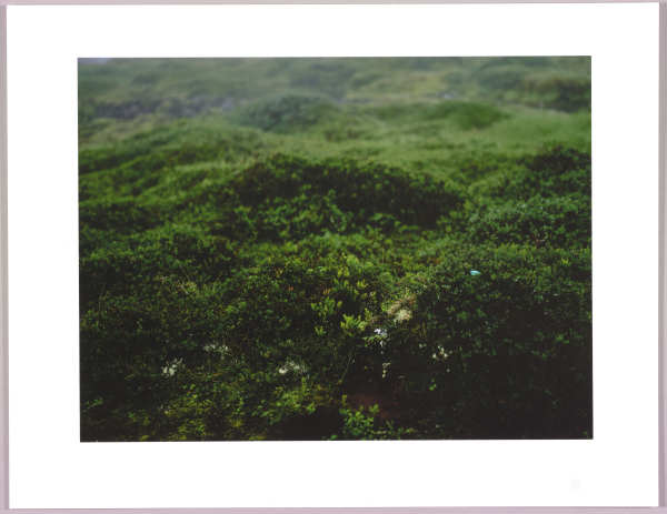 Lush heathlands — Oddskarð, Iceland N°18 1/24 by Hlynur Helgason