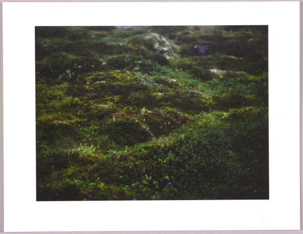 Lush heathlands — Oddskarð, Iceland N°19 1/24 by Hlynur Helgason