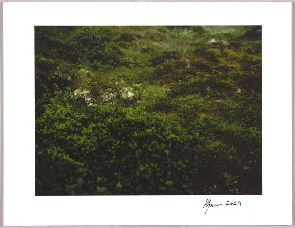 Lush heathlands — Oddskarð, Iceland N°4 1/24 by Hlynur Helgason