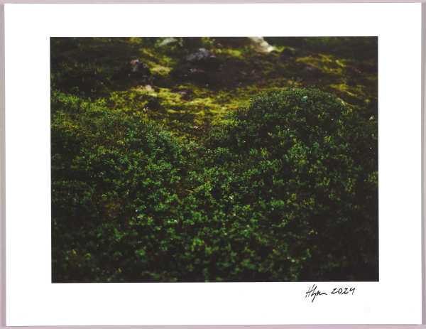 Lush heathlands — Oddskarð, Iceland N°7 1/24 by Hlynur Helgason