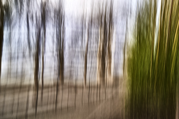 Mystic Trees III by Rolf Florschuetz