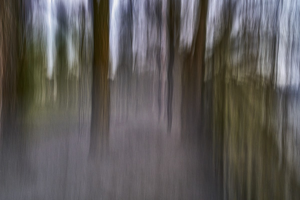 Mystic Trees II by Rolf Florschuetz