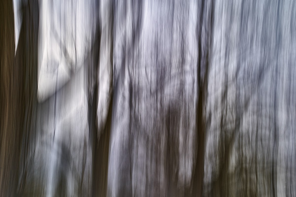 Mystic Trees I by Rolf Florschuetz