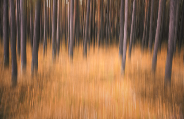 Colors of Autumn 1/5 by Rolf Florschuetz