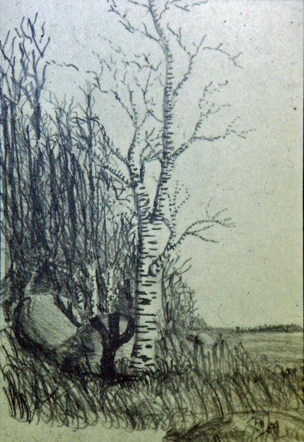 Birch No. 1 by Thomas Sundberg