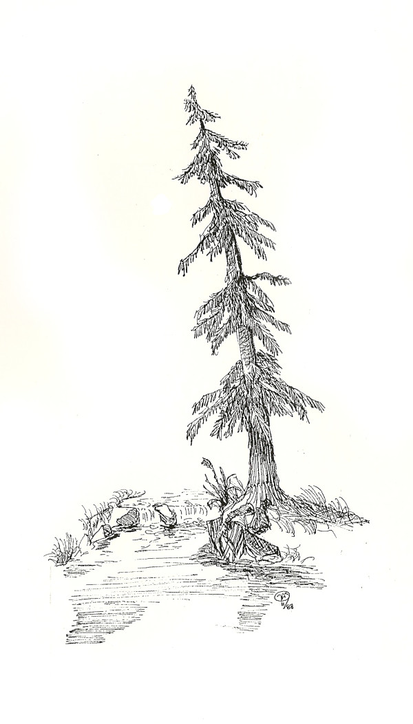 Leaning Tree by Thomas Sundberg