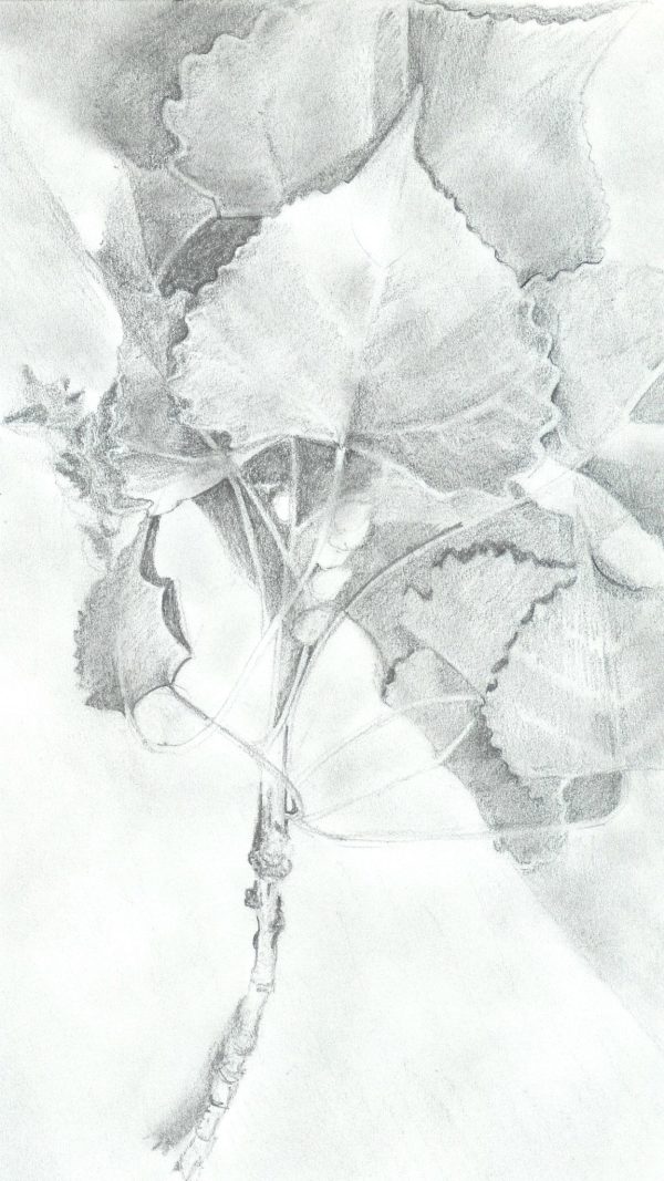 Cottonwood Leaves by Jennifer Hathaway