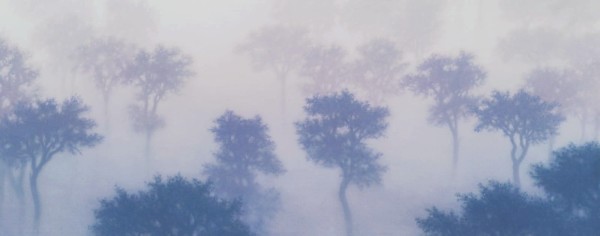 Trees in the fog by Tobias Spierenburg