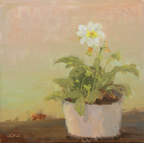 Solo by Beth Cole