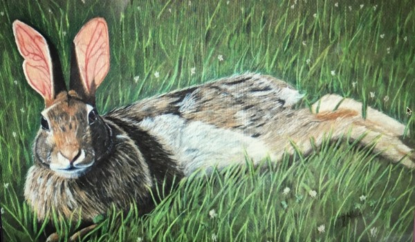 Rabbit in Repose by Carolyn J. Haas