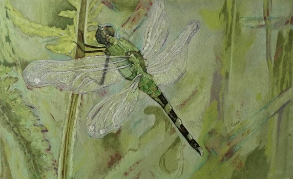 Dragonfly by Carolyn J. Haas