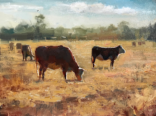 Australian Cattle