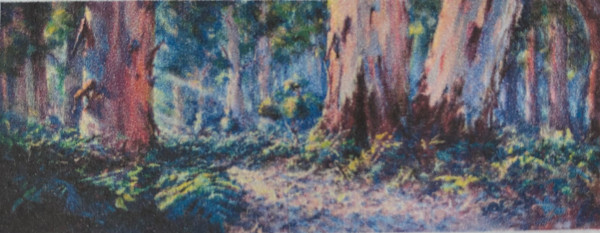 Rainbow Forest