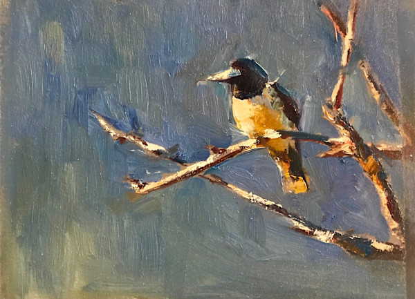 Curious Butcherbird