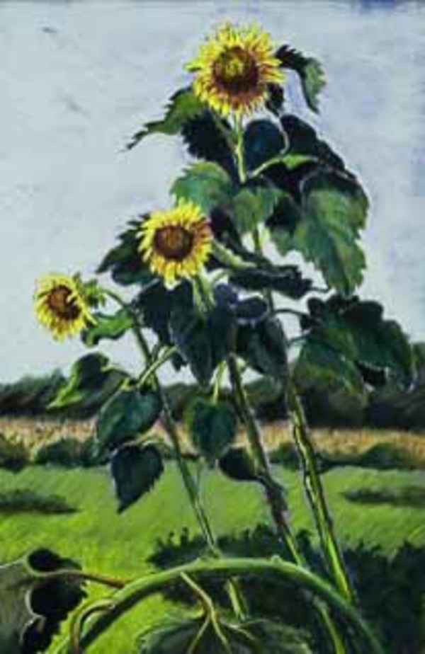 Shelburne Sunflowers