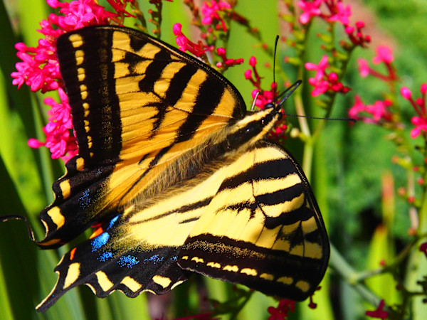 Blue-Tail Tiger Swallowtail by Sandy Brown Jensen