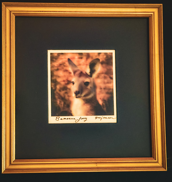 Barossa Joey (Gilded 13.5 x 13.5) by Sandy Brown Jensen, Image 1.