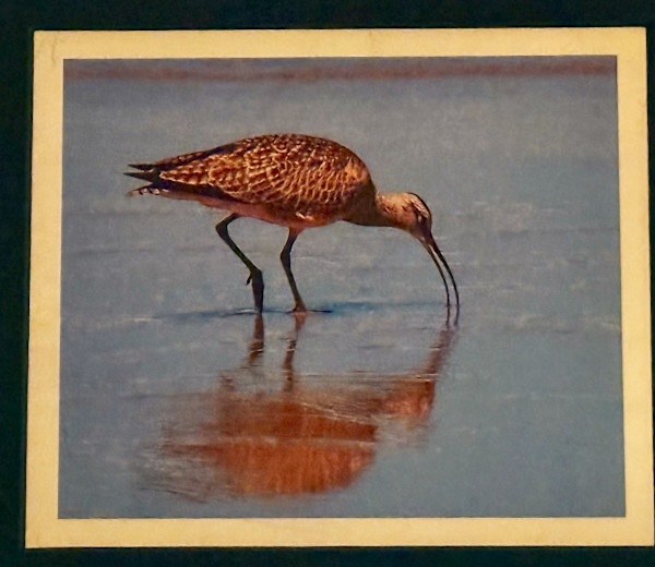 Golden Curlew by Sandy Brown Jensen, Image 2.