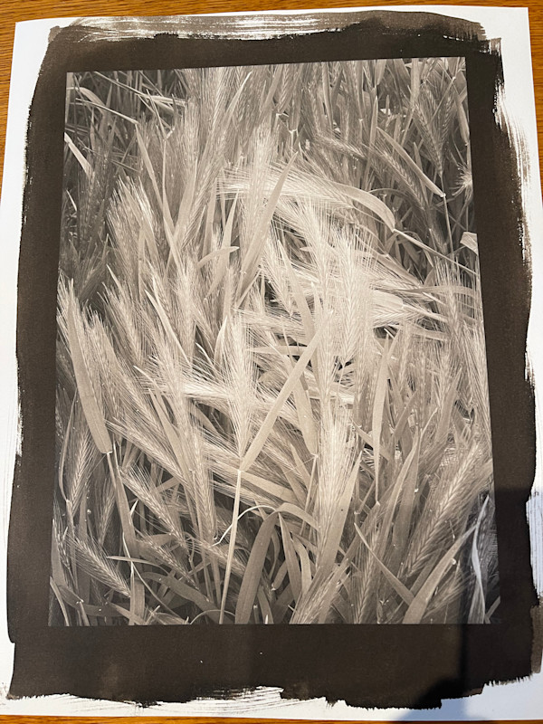 Long Grass on Wild Iris Ridge by Sandy Brown Jensen, Image 1.