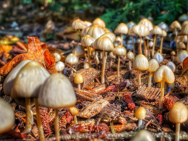 Small Armies of Wonder by Sandy Brown Jensen