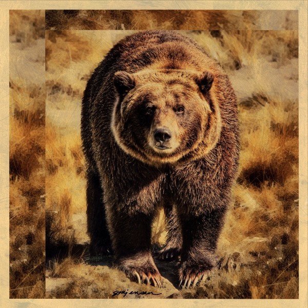 Golden Grizzly by Sandy Brown Jensen