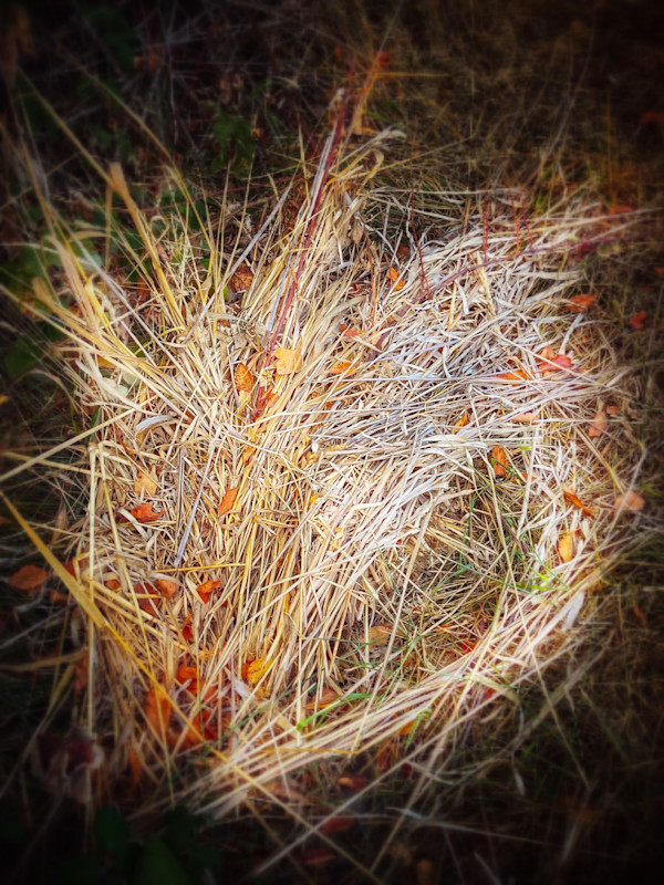 The Quiet Heart by Sandy Brown Jensen