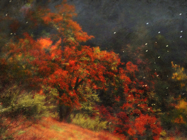 In the Glory of the Maples by Sandy Brown Jensen
