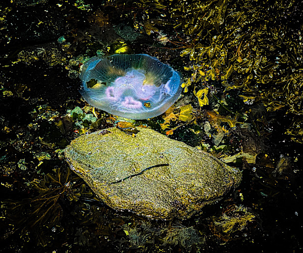 A Small God of the Sea by Sandy Brown Jensen