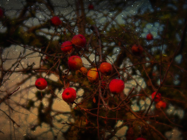 Midnight Apples by Sandy Brown Jensen