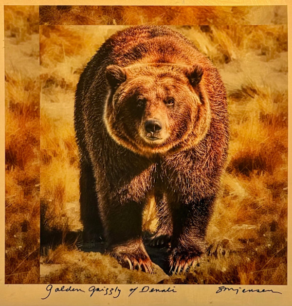 Golden Grizzly of Denali (Gilded 12 x 12) by Sandy Brown Jensen, Image 1.