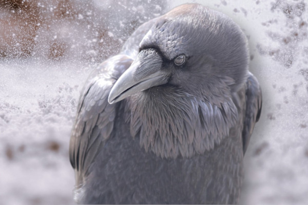Winter Raven (small 8 x 9.5) by Sandy Brown Jensen