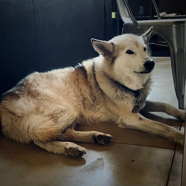 Spring wolf (working title) by Janet E Fagan