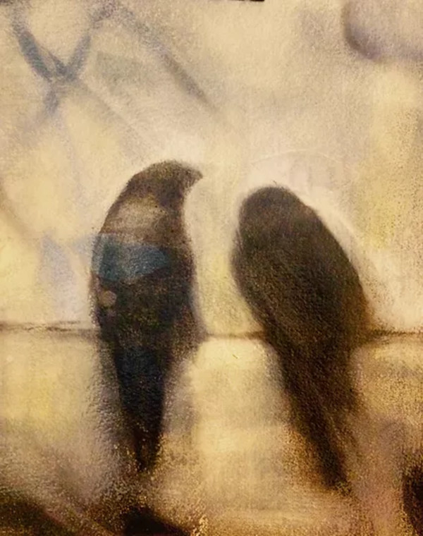 Companions (crows)