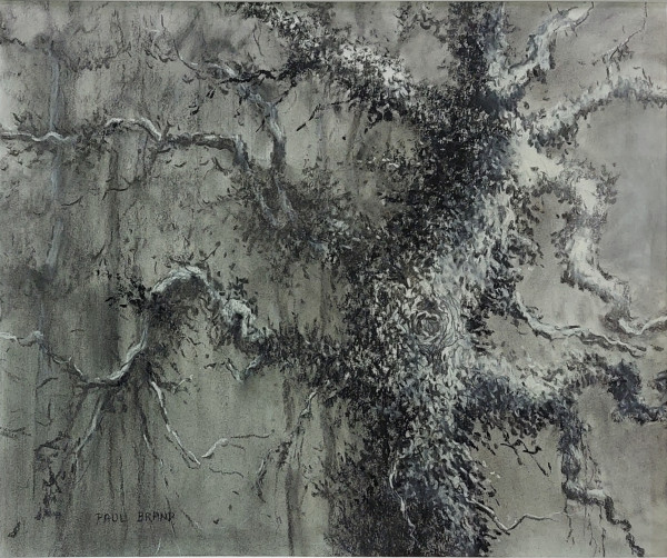Evangeline Oak by Paul Brand