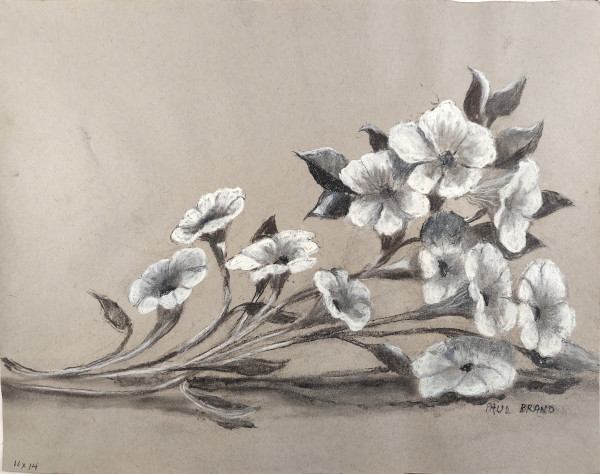 Petunias by Paul Brand