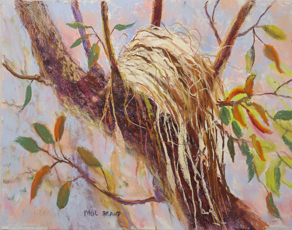 Robins nest by Paul Brand