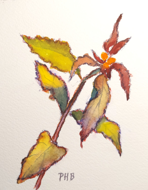 Spirea Sprig by Paul Brand