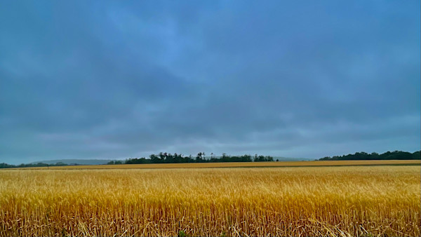 Wheat Field by Alex Damevski